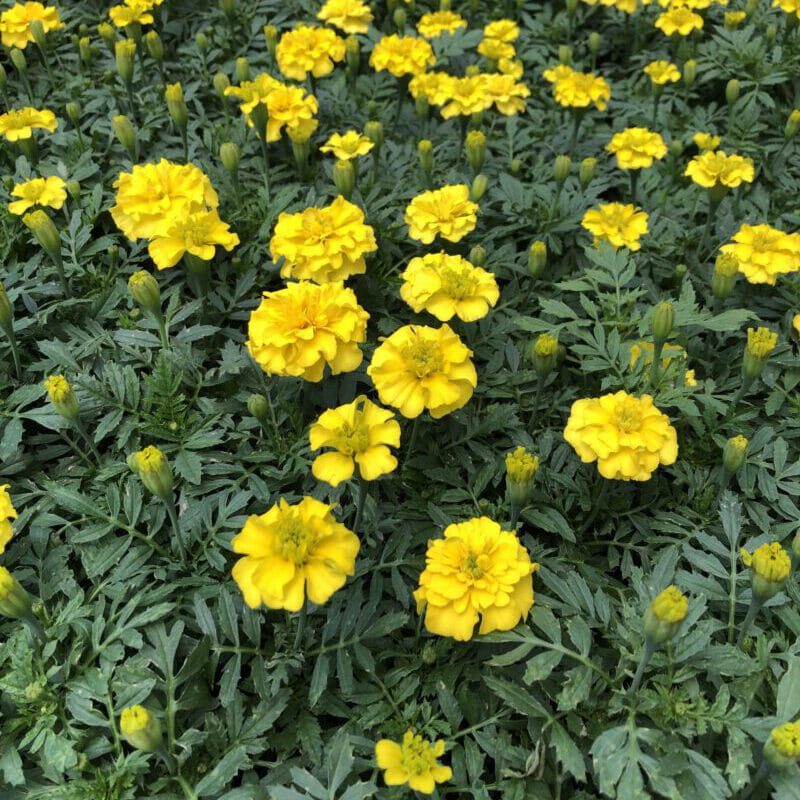 Marigolds - Sell Farms & Greenhouses