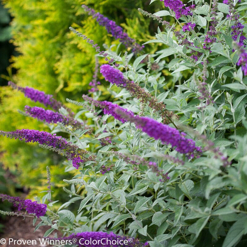 Butterfly Bush, Miss Violet (2 gal) - Sell Farms & Greenhouses